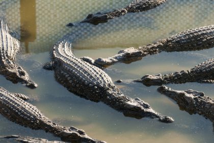 FUERTE VIDEO: Cocodrilo ataca y mata a un niño que se lavaba las manos en un río