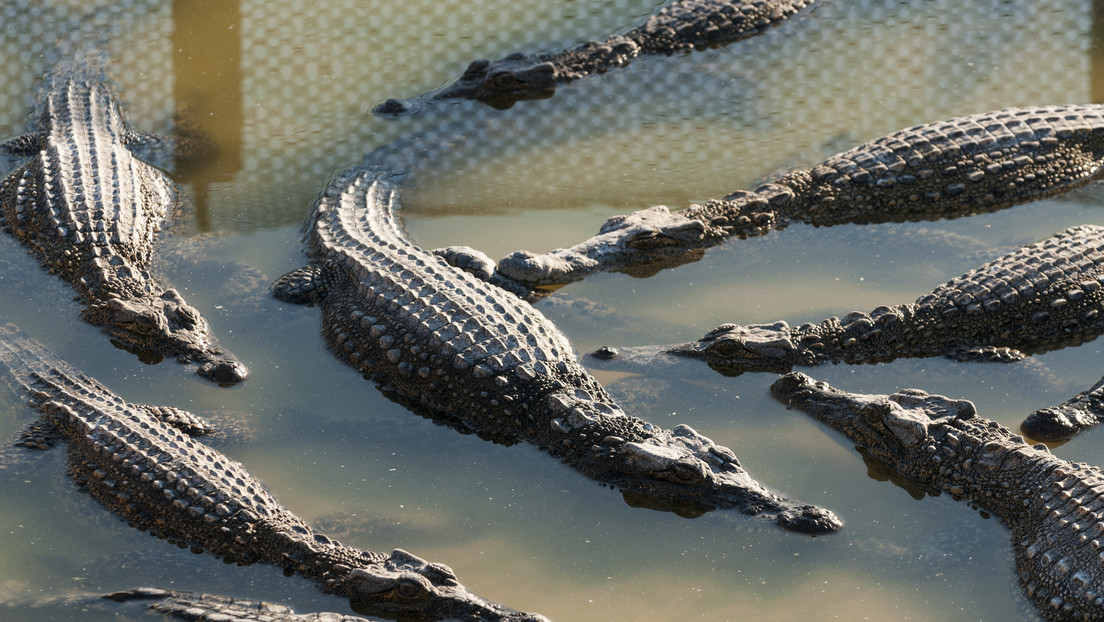 FUERTE VIDEO: Cocodrilo ataca y mata a un niño que se lavaba las manos en un río