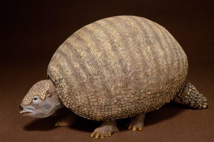 Sale a dar un paseo y descubre uno de los gliptodontes más completos