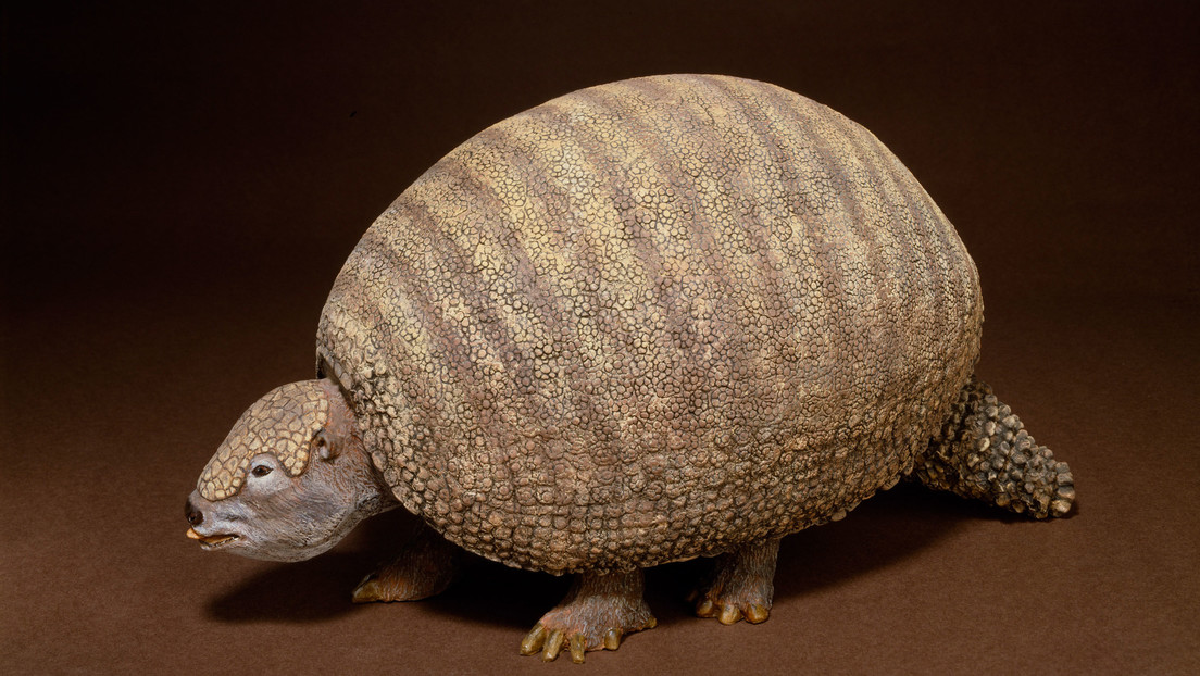 Sale a dar un paseo y descubre uno de los gliptodontes más completos