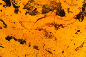 Descubren una nueva especie de gecko de casi 100 millones de años incrustada en ámbar