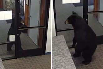 VIDEO: Un oso negro se cuela en una oficina en California y sorprende por su inesperada visita