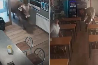 VIDEO: El aterrador momento en que un toro furioso irrumpe en un bar