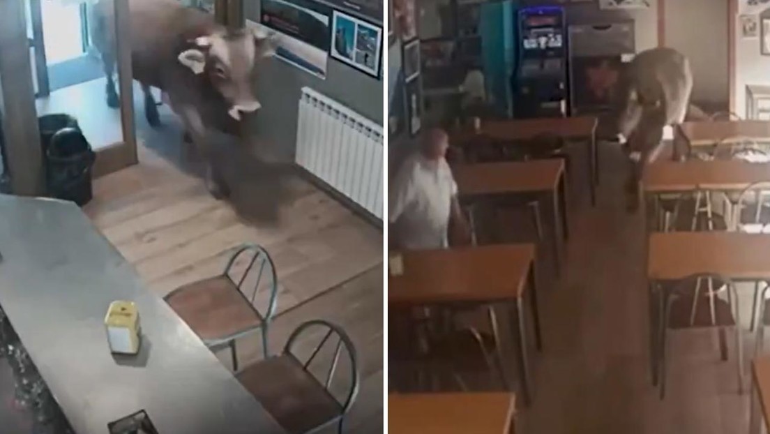 VIDEO: El aterrador momento en que un toro furioso irrumpe en un bar