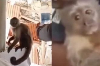 VIDEO: El emotivo rescate de Duque, el pequeño mono que sobrevivió bajo los escombros en Venezuela