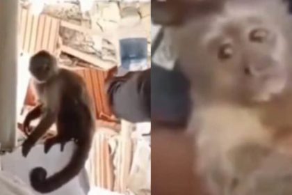 VIDEO: El emotivo rescate de Duque, el pequeño mono que sobrevivió bajo los escombros en Venezuela