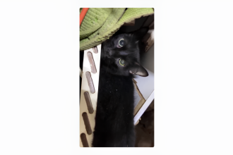 Rescatan a una tortuga y a un gato más de un mes después de los terremotos en Venezuela (VIDEOS)