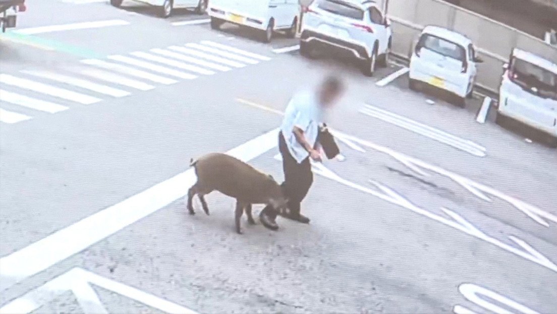 VIDEO: Jabalí ataca y deja dos heridos en zona urbana de Japón