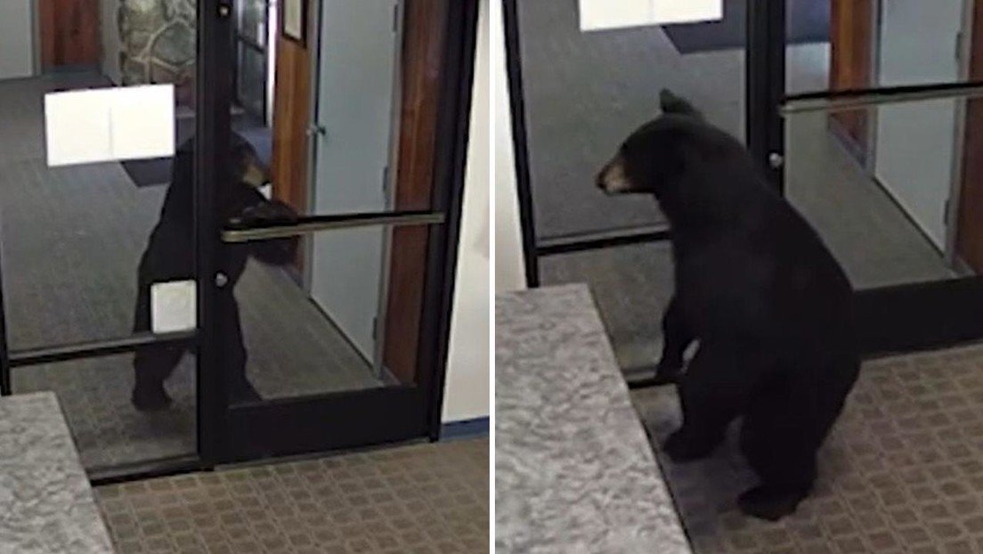 VIDEO: Un oso negro se cuela en una oficina en California y sorprende por su inesperada visita