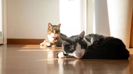 ¿Sabe tu gato cuándo estás triste o alegre? Un estudio tiene la respuesta