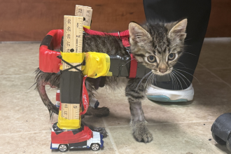 VIDEO: Construyen una silla de ruedas con carritos de juguete para un gatito paralítico