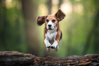 ¿No más alergias? Crean perros genéticamente modificados que no provocan estornudos