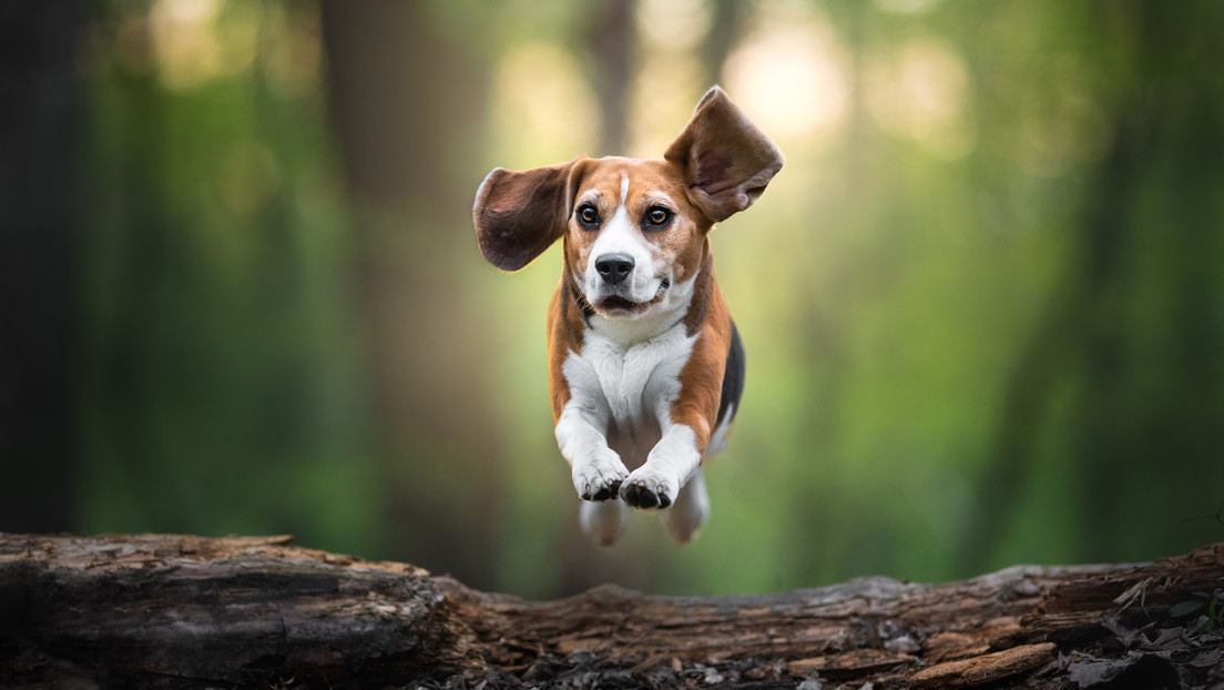 ¿No más alergias? Crean perros genéticamente modificados que no provocan estornudos