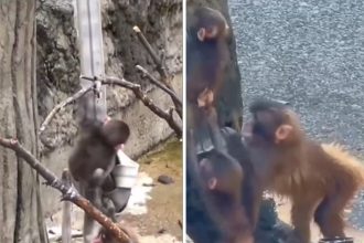 De huérfano a protector: la emotiva historia del mono que ahora cuida a otras crías (VIDEO)