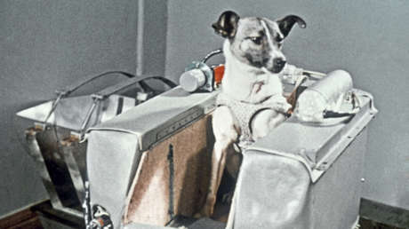 Antes de Gagarin hubo perros: los pioneros olvidados del espacio